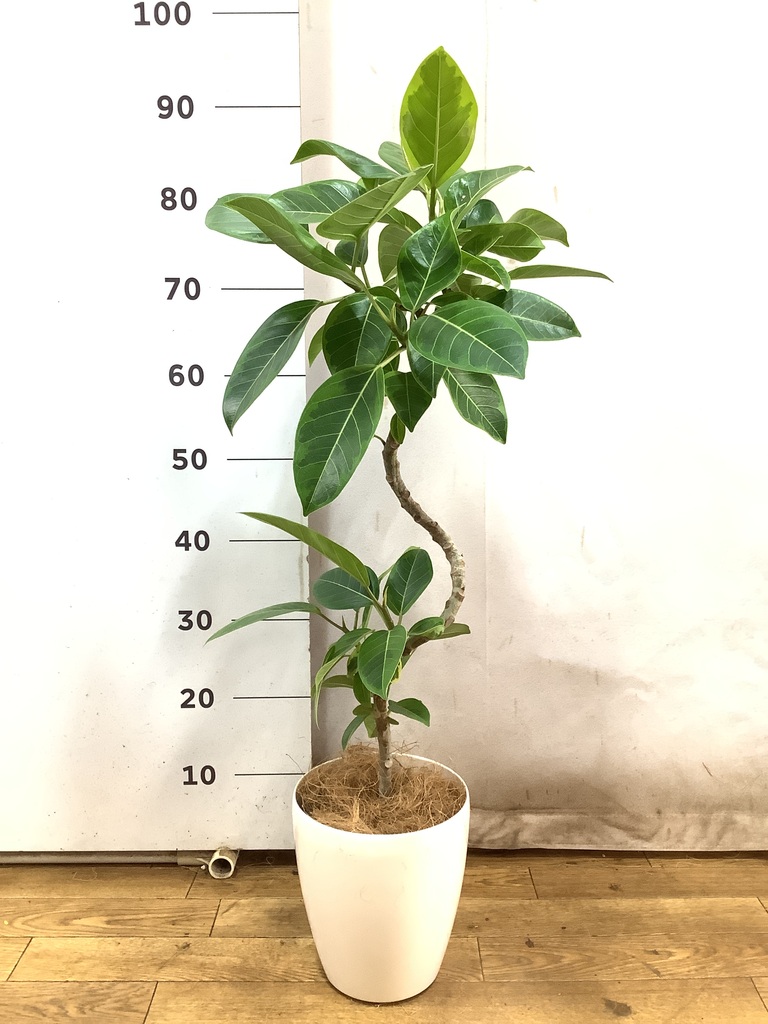 観葉植物 フィカス アルテシーマ 5号 曲り プラスチック鉢 | 観葉植物