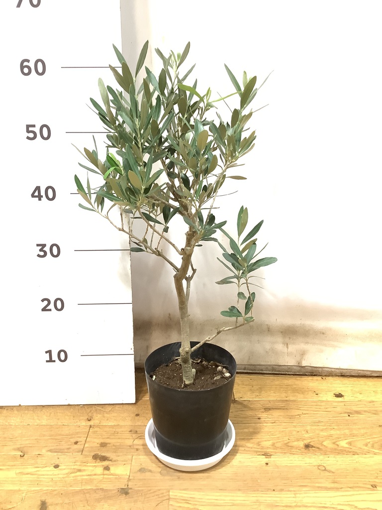 観葉植物 オリーブの木 5号 プラスチック鉢 | 観葉植物ならHitoHana