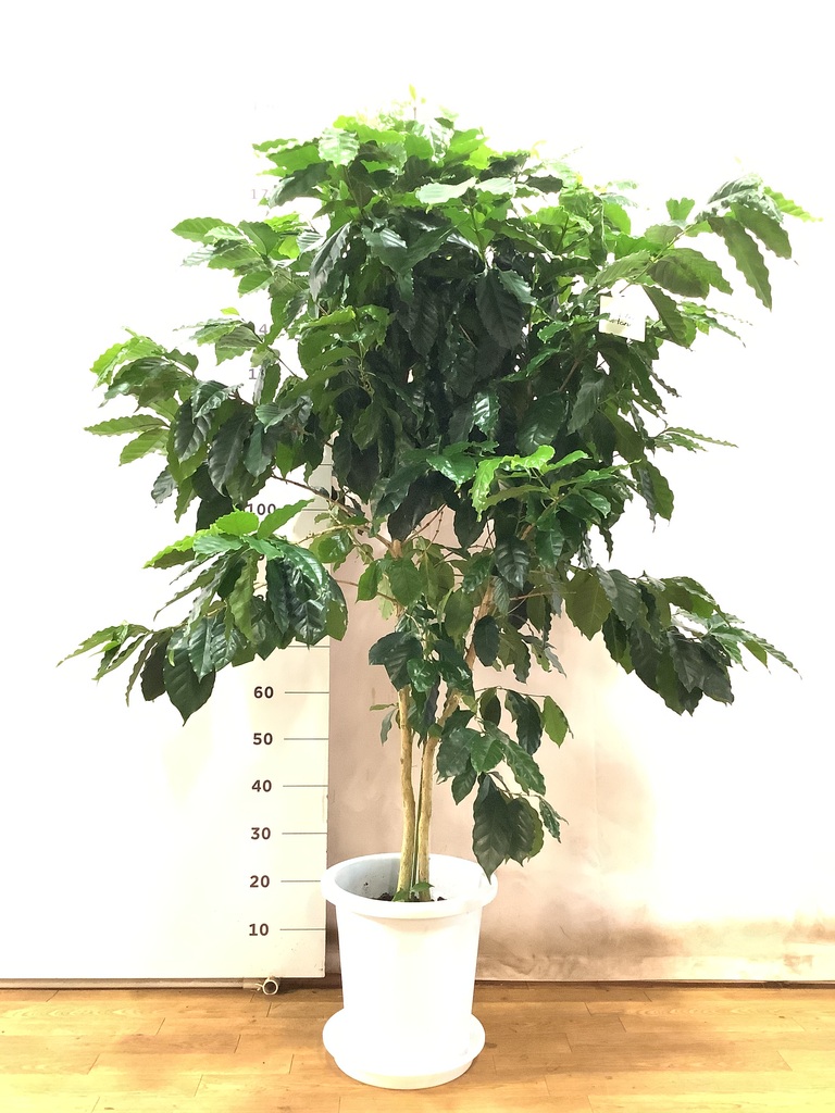 観葉植物 コーヒーの木 10号 LushBasket(ラッシュバスケット