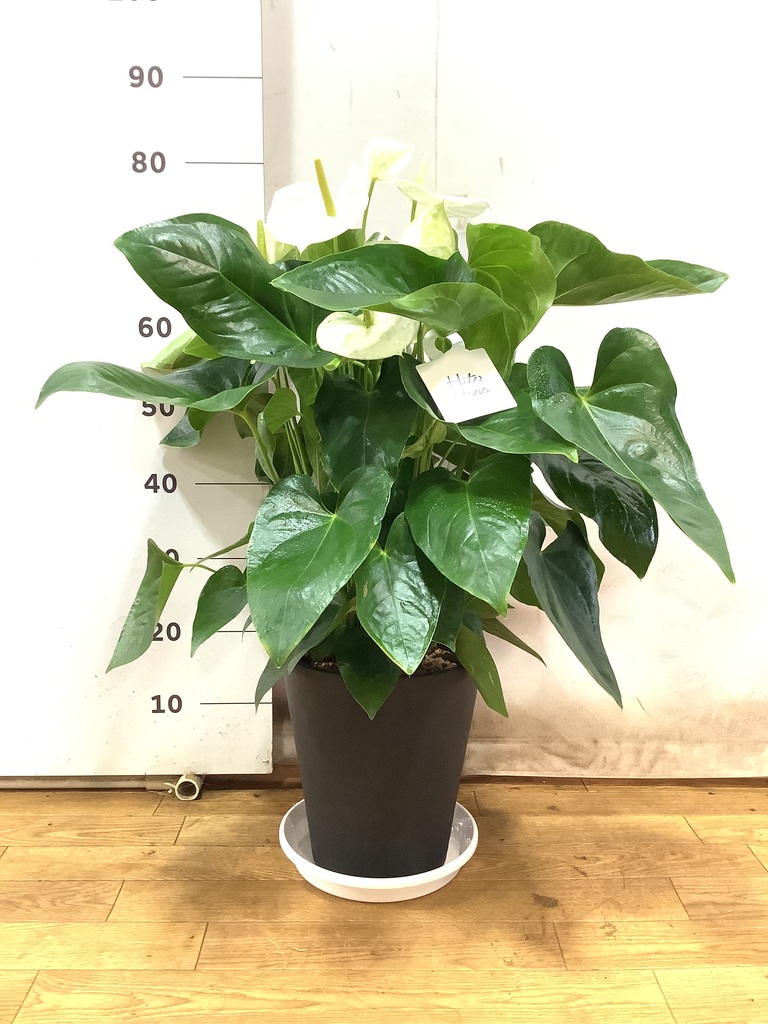 観葉植物 アンスリウム 8号 ホワイト プラスチック鉢 | 観葉植物なら
