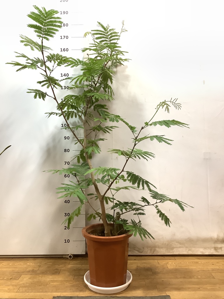 観葉植物 エバーフレッシュ 10号 ボサ造り プラスチック鉢 | 観葉植物