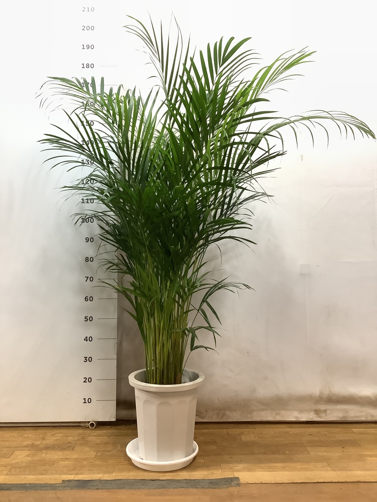 観葉植物 アレカヤシ 10号 ラスターポット 付き | 観葉植物なら 