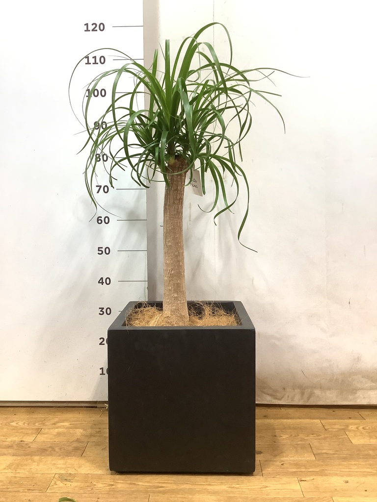 観葉植物 トックリラン ポニーテール 8号 エディラウンド グレイ