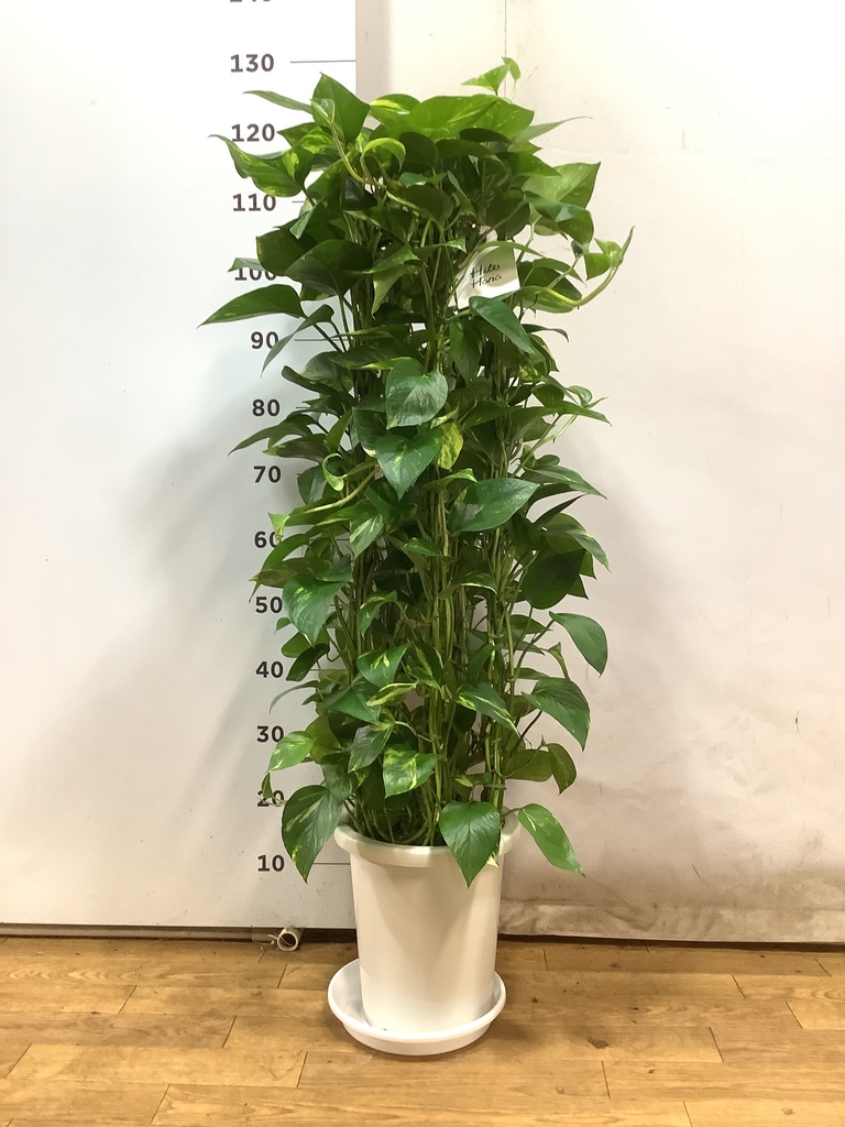観葉植物 ポトス 8号 プラスチック鉢 | 観葉植物ならHitoHana(ひとはな)