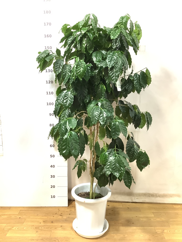 観葉植物 コーヒーの木 10号 プラスチック鉢 | 観葉植物ならHitoHana