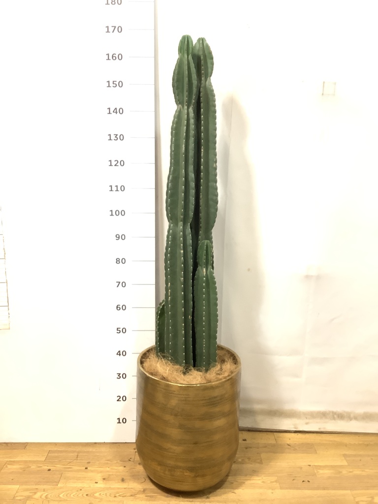 観葉植物 柱サボテン 10号 ジュピター 黒 付き | 観葉植物なら
