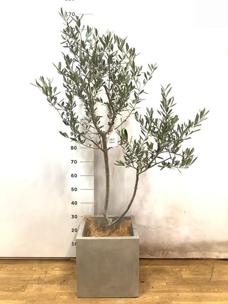 観葉植物 オリーブの木 8号 ルッカ Eco Stone（エコストーン