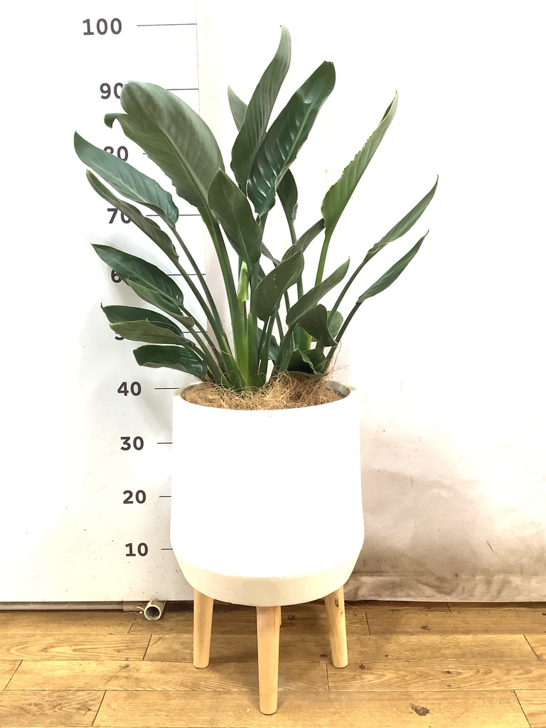 観葉植物 ストレリチア レギネ 7号 FiberCray（ファイバークレイ