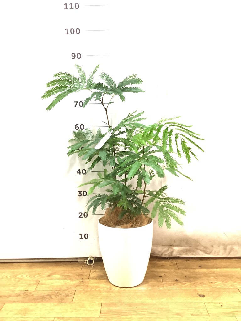 観葉植物 エバーフレッシュ 6号 プラスチック鉢 | 観葉植物なら