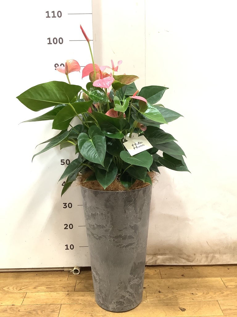 観葉植物 アンスリウム 8号 ピンク ベータ キューブプランター