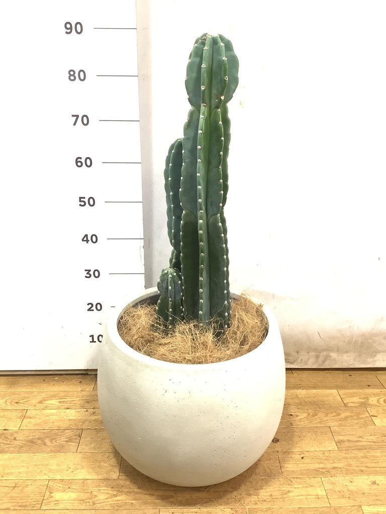 観葉植物 柱サボテン 8号 ジュピター 白 付き | 観葉植物なら
