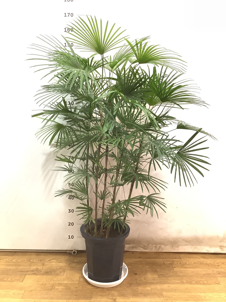 観葉植物 シュロ竹約1.5メートル 黒鉢 Amazon｜棕櫚竹 シュロチク 8号 黒色鉢カバー付 寒さに強い