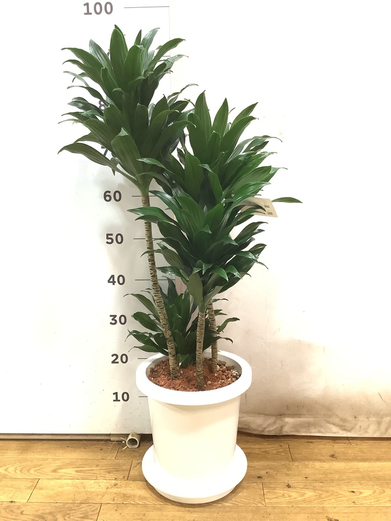 その他観葉植物 / 観葉植物 ドラセナ コンパクター 8号 プラスチック鉢 | 観葉植物