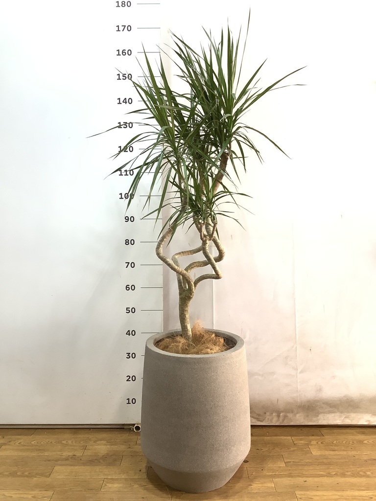 観葉植物 ドラセナコンシンネ 8号 曲り（龍） プラスチック鉢 | 観葉