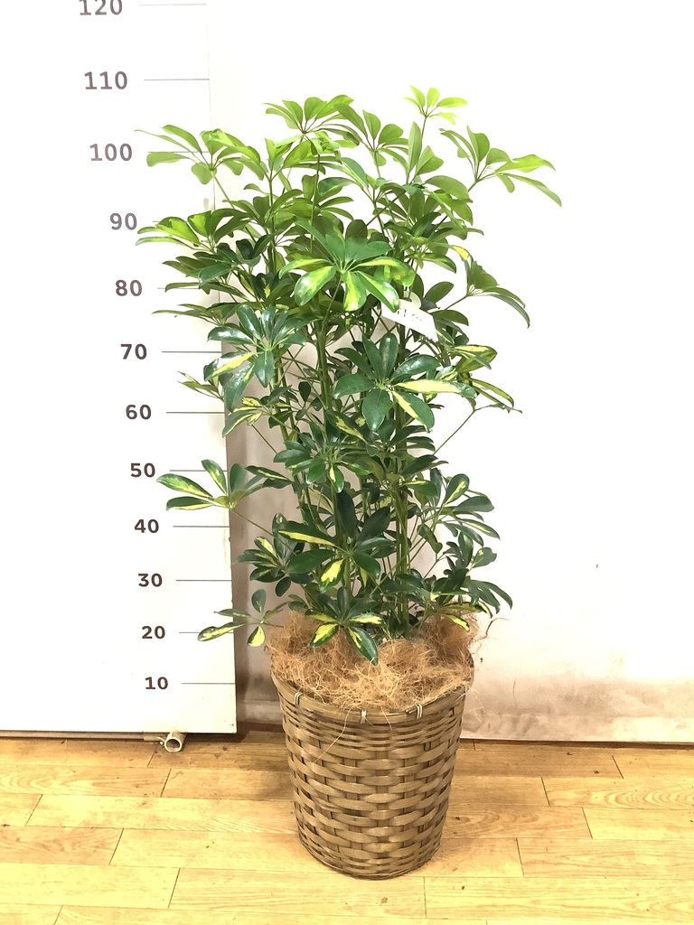 観葉植物 カポック（シェフレラ） 8号 斑入り 竹バスケット 付き