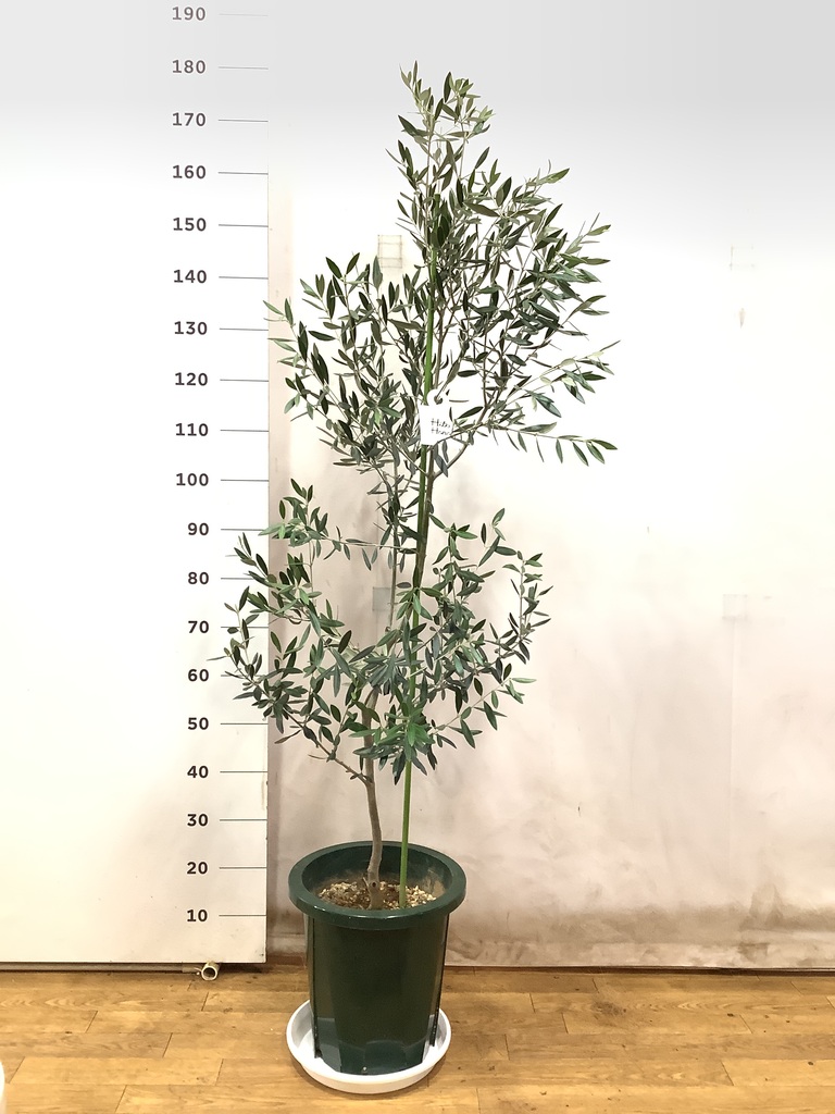 観葉植物 オリーブ 10号 ピクアル プラスチック鉢 | 観葉植物