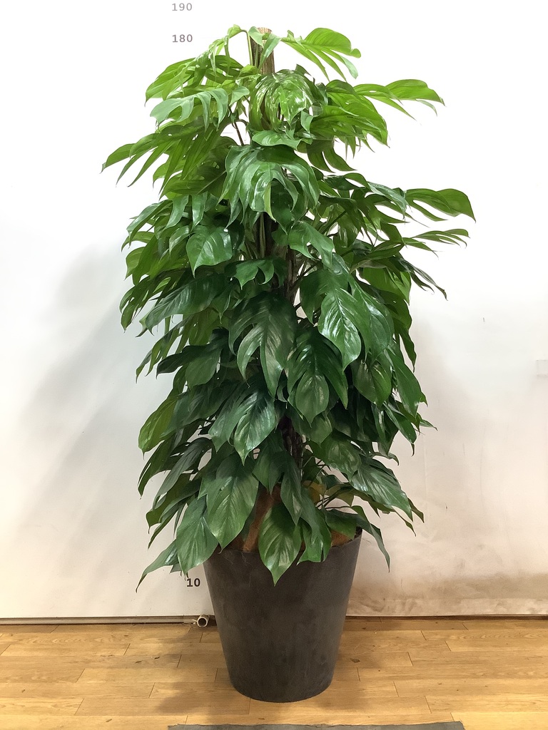 観葉植物 マングーカズラ 10号 木柱 アートストーン ラウンド ブラック 