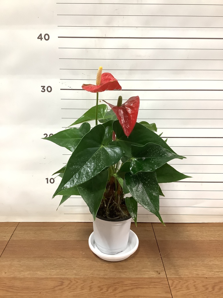 観葉植物 アンスリウム 3号 レッド プラスチック鉢 | 観葉植物なら