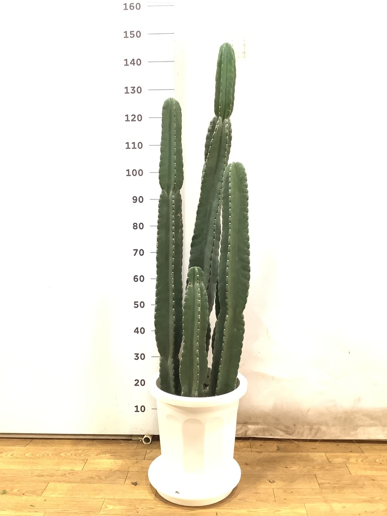 観葉植物 柱サボテン 10号 プラスチック鉢 | 観葉植物ならHitoHana