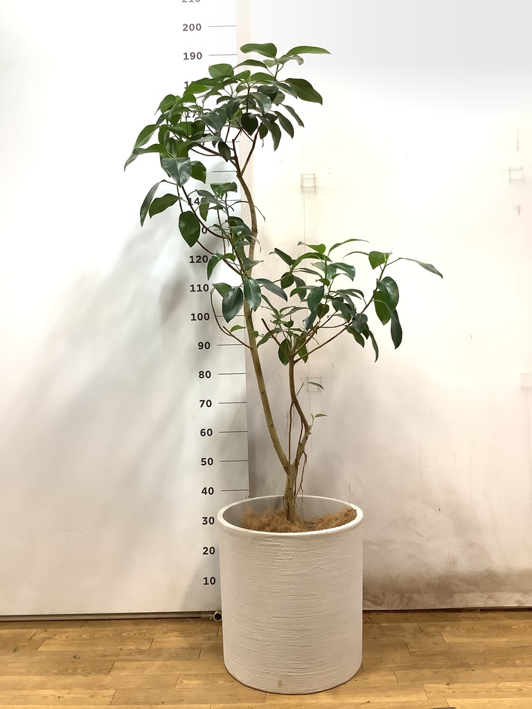観葉植物 フランスゴム 130cm フランスゴムの木 気根 | 観葉植物通販HitoHana(ひとはな)