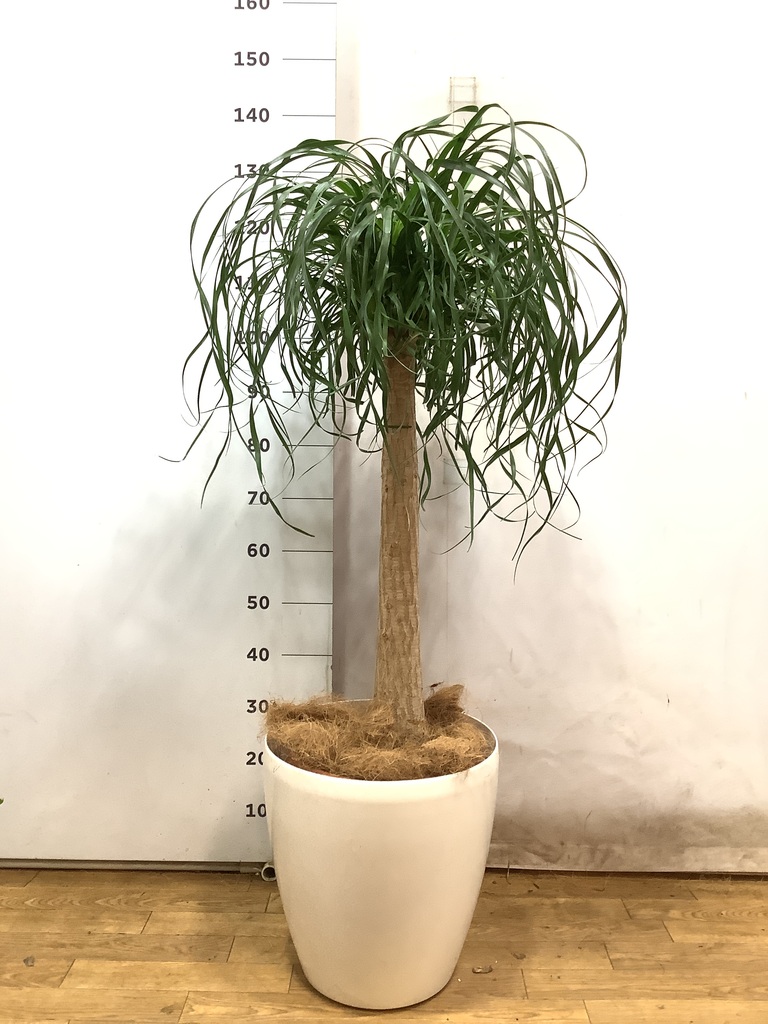 観葉植物 トックリラン ポニーテール 10号 セドナロング 墨 付き