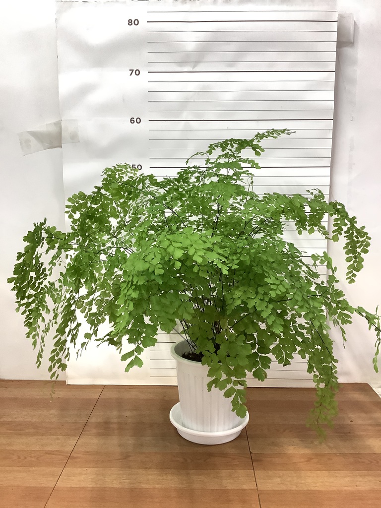 観葉植物 アジアンタム 5号 プラスチック鉢 | 観葉植物ならHitoHana