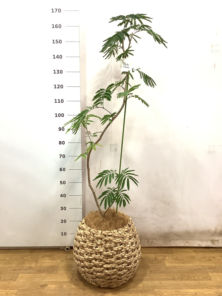 観葉植物 エバーフレッシュ 風水 | HitoHana（ひとはな）