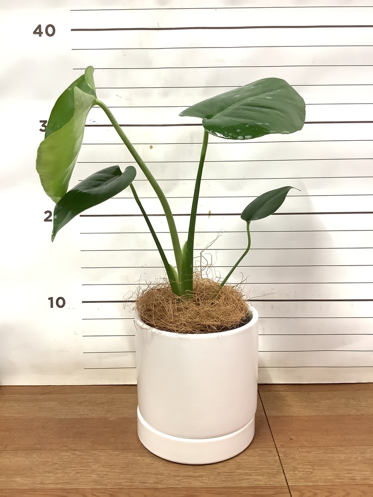 観葉植物 モンステラ 3号 オーセ 11 W ホワイト 付き | 観葉植物なら