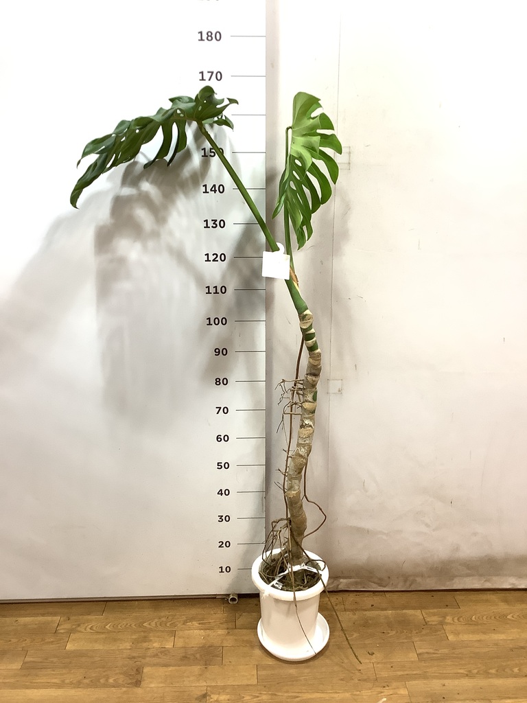 モンステラ・デリシオーサ 根あがり 8号 003 モンステラ・デリシオーサ 幹上がり 8号鉢 観葉植物と植木鉢の