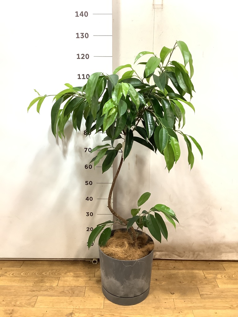 観葉植物 フィカス アムステルダムキング 7号 曲り プラスチック 観葉植物 フィカス アムステルダムキング 7号 曲り プラスチック