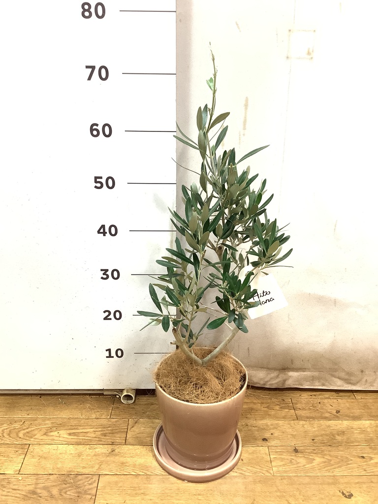 観葉植物 オリーブの木 5号 プラスチック鉢 | 観葉植物ならHitoHana