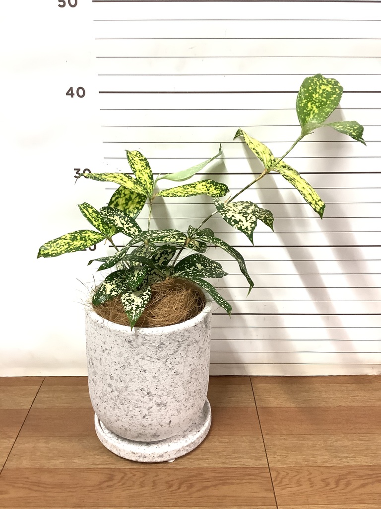 観葉植物 ドラセナ ゴッドセフィアーナ 4号 ルーツ 15 K