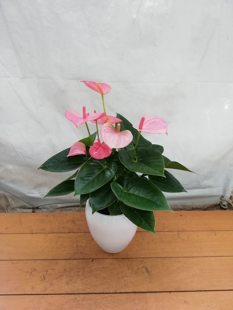 観葉植物 アンスリウム 5号 ピンクチャンピオン 丸陶器 | 観葉植物なら