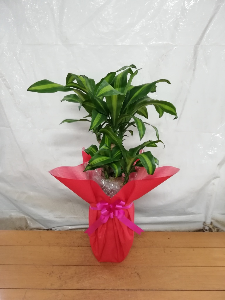 観葉植物 ストライプ模様の葉　幸福の木　ドラセナ　マッサンゲアナ 観葉植物 ストライプ模様の葉 幸福の木 ドラセナ マッサンゲアナ