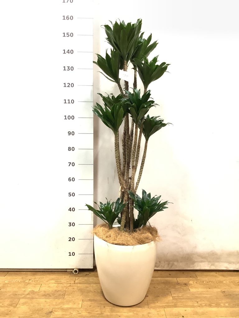 観葉植物 ドラセナ コンパクター 10号 フェルム シリンダー オリーブ 観葉植物 ドラセナ コンパクター 10号 フェルム シリンダー オリーブ