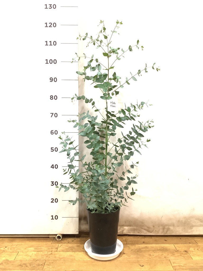 観葉植物 ユーカリ 7号 グニー プラスチック鉢 | 観葉植物ならHitoHana