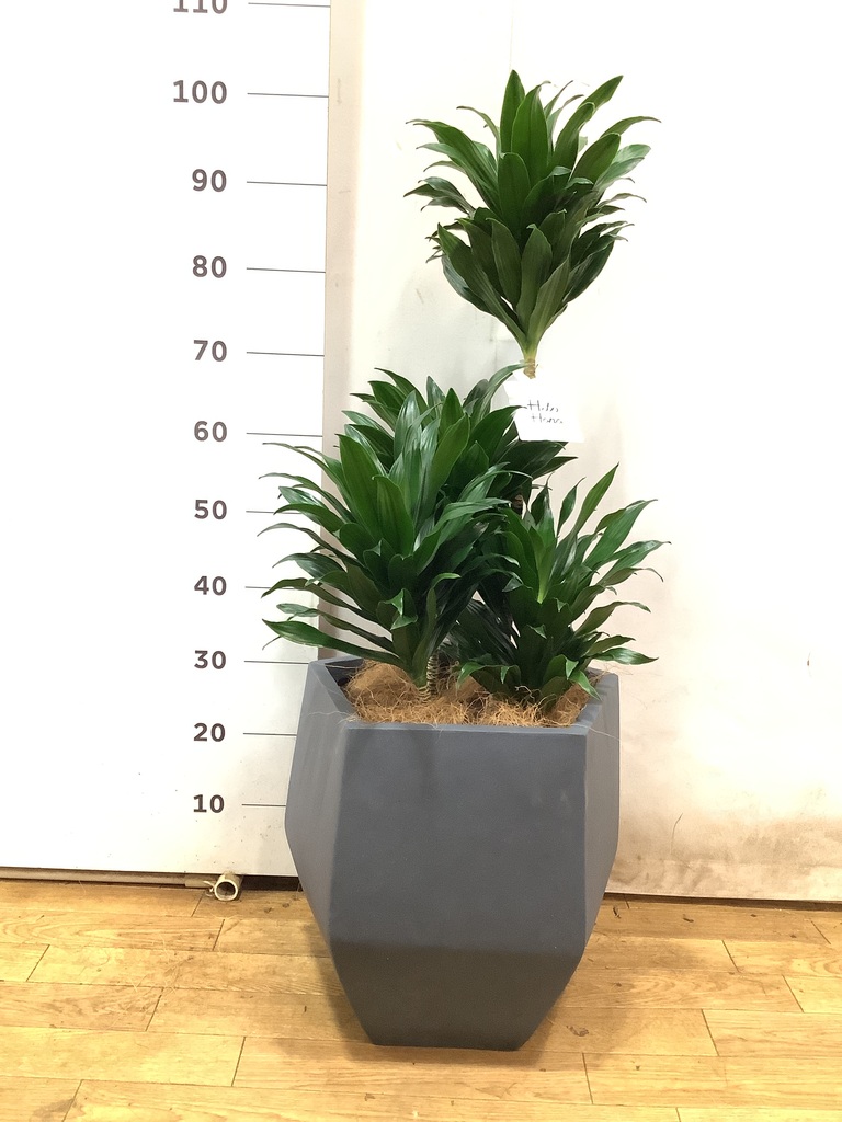 テンペラ画「花のイコン」２枚セット 植物シリーズ PAPER THEATER / コスモス PT-291 | PAPER THEATER