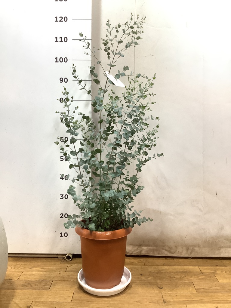 ユーカリ科さま専用 観葉植物 ユーカリ 8号 グニー シグマ 角柱プランター グレー