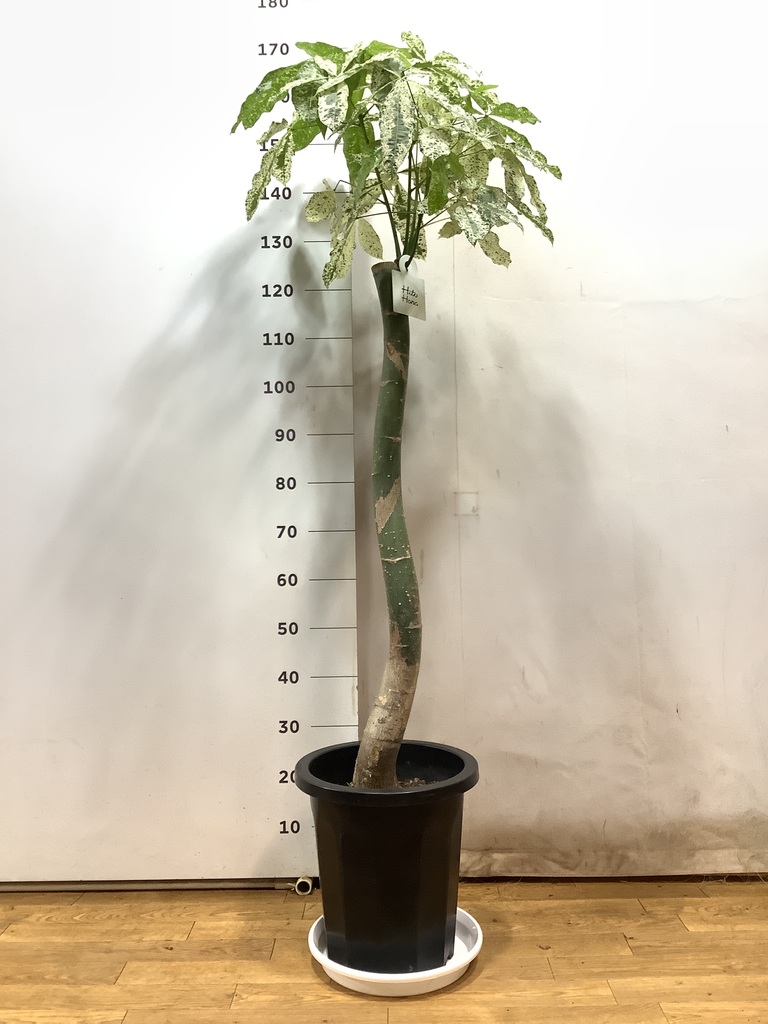 斑入りパキラ②期間限定価格‼️ 楽天市場】パキラ 斑入り（花・観葉植物｜花・ガーデン・DIY）の通販