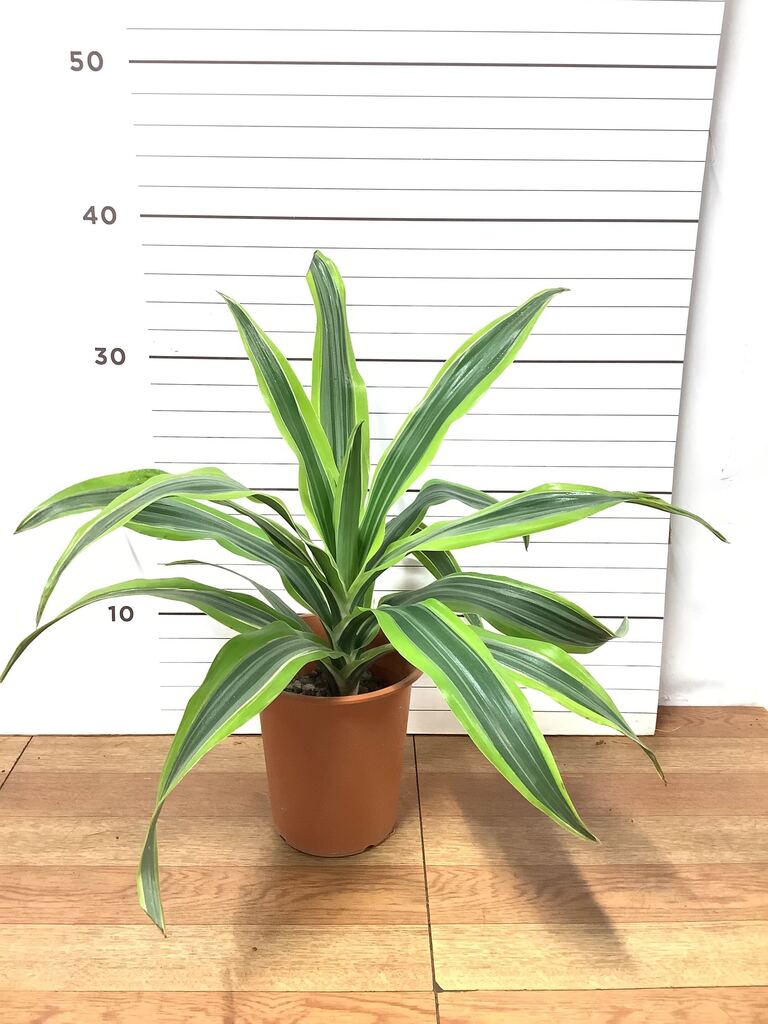 観葉植物 ドラセナ ワーネッキー レモンライム 4号 ラダ 15 C ブラウン