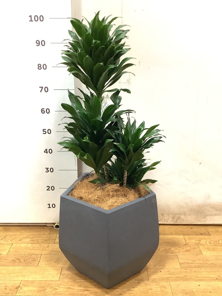 観葉植物 ドラセナ コンパクター 8号 コーテス ヘックス 灰 付き