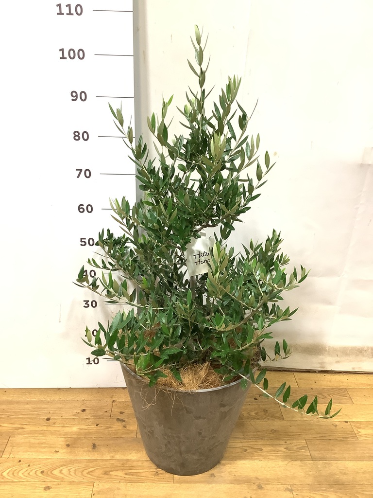 観葉植物 オリーブ 8号 コロネイキ ファイバーストーンカプリ