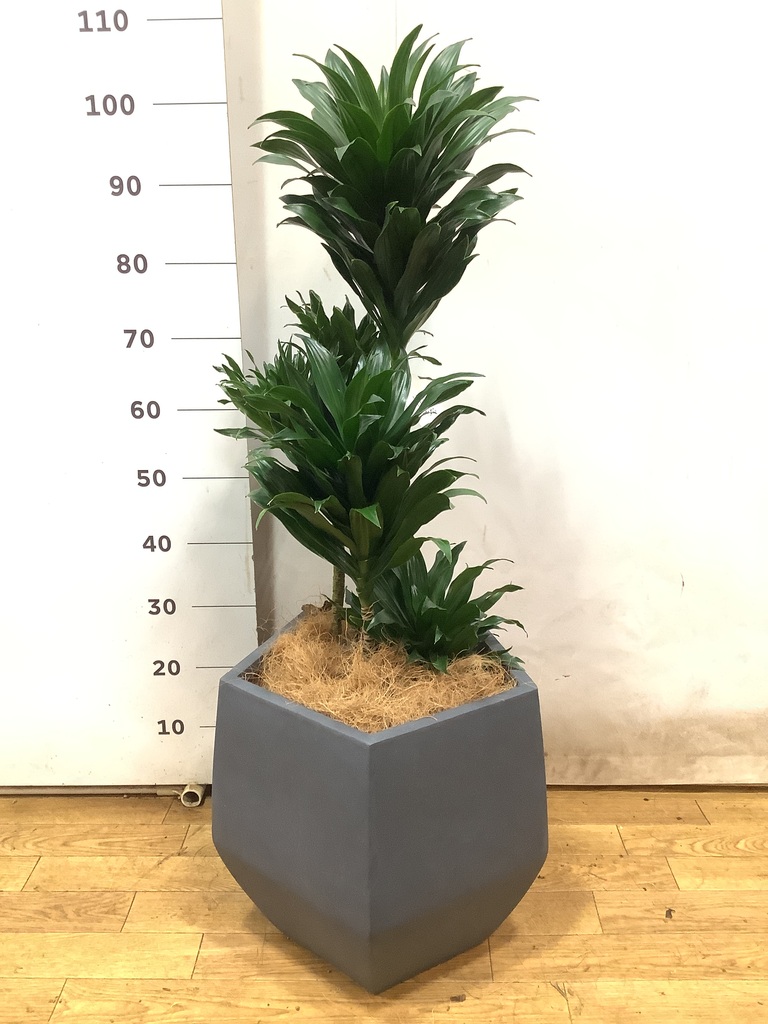 ［現品］F1 ドラセナコンシンネ　観葉植物　大型　室内　黒　鉢カバー付　一点物 現品］F1 ドラセナ コンシンネ 観葉植物 大型 室内 かっこいい