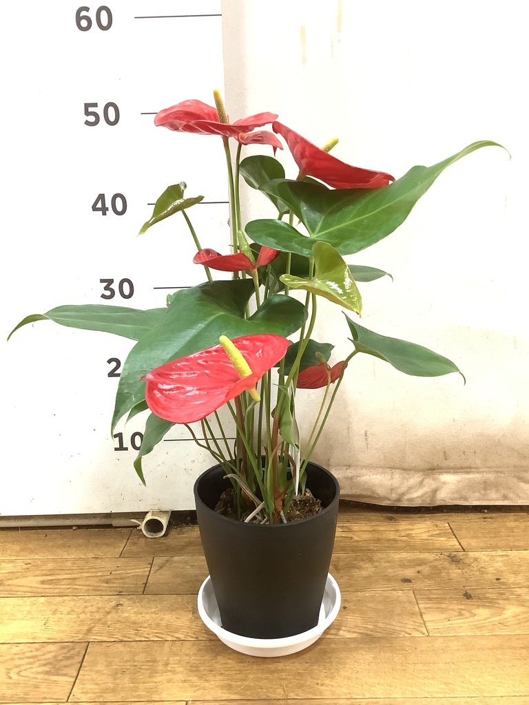 観葉植物 アンスリウム 5号 レッド プラスチック鉢 | 観葉植物なら