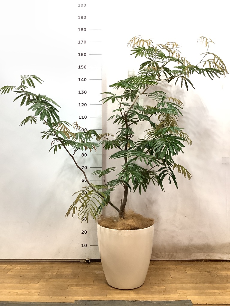 観葉植物 エバーフレッシュ 10号 ボサ造り キューブ ラテルストーン