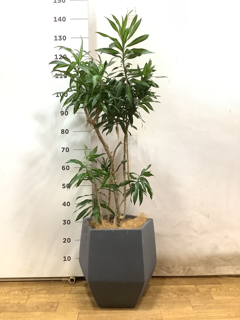 その他観葉植物 user_1242a77b 観葉植物 ドラセナ ソング オブ ジャマイカ 10号 ベータ
