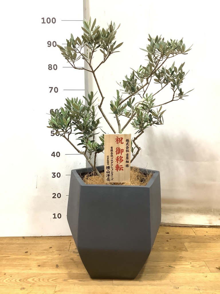 オリーブ ピクアル ファイバー鉢 観葉植物 オリーブの木 8号 ピクアル ファイバークレイ Gray 付き