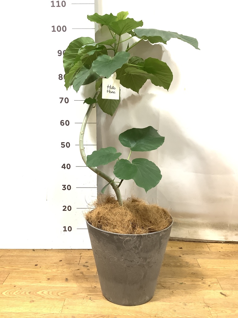 楽天市場】【11日01:59までポイント2倍】観葉植物 フィカス