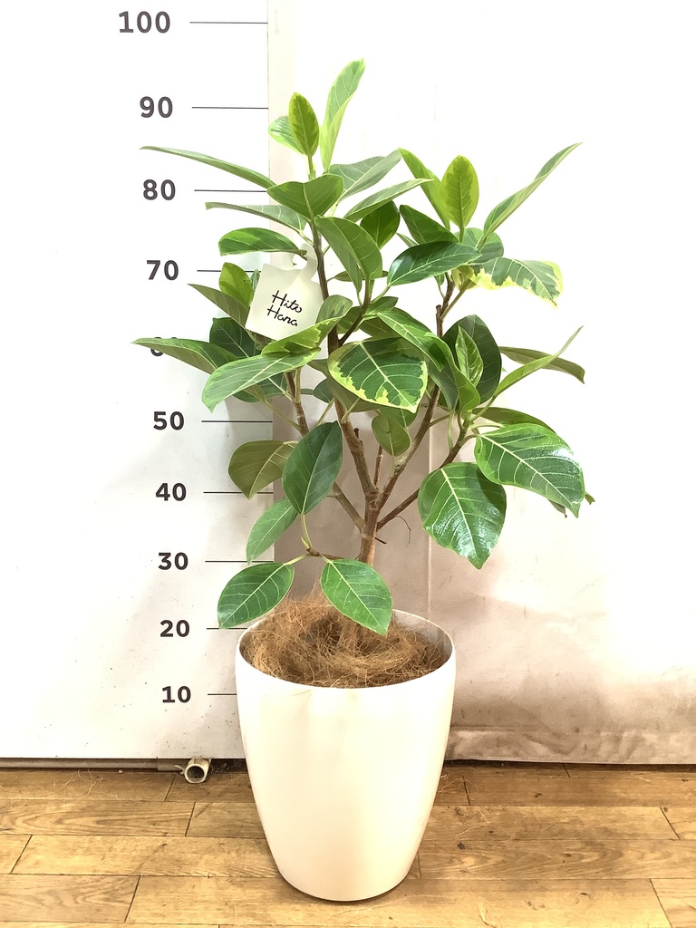 アニメ風観葉植物 アニメ風観葉植物 アニメ風観葉植物 Z/Xグッズ ｜ Z/X - Zillions of