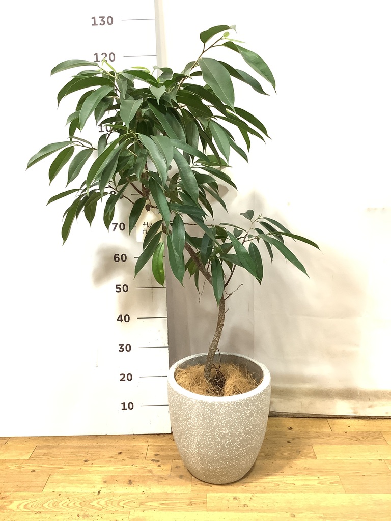 観葉植物 フィカス アムステルダムキング 6号 曲り プラスチック鉢